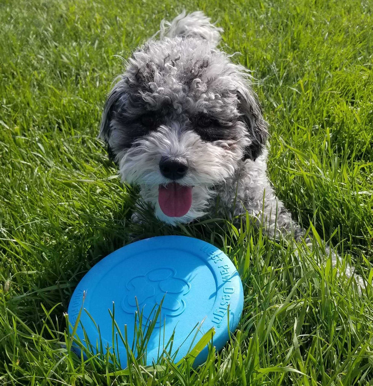 West Paw Zisc